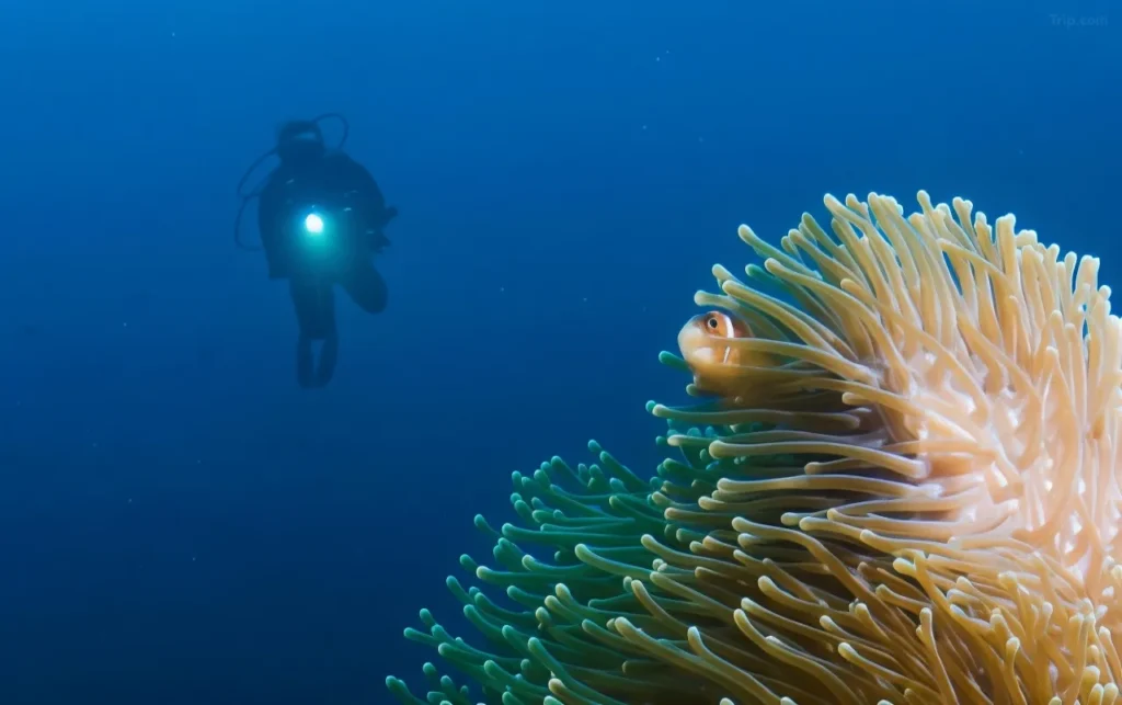 panduan wisata Taman Laut Bunaken